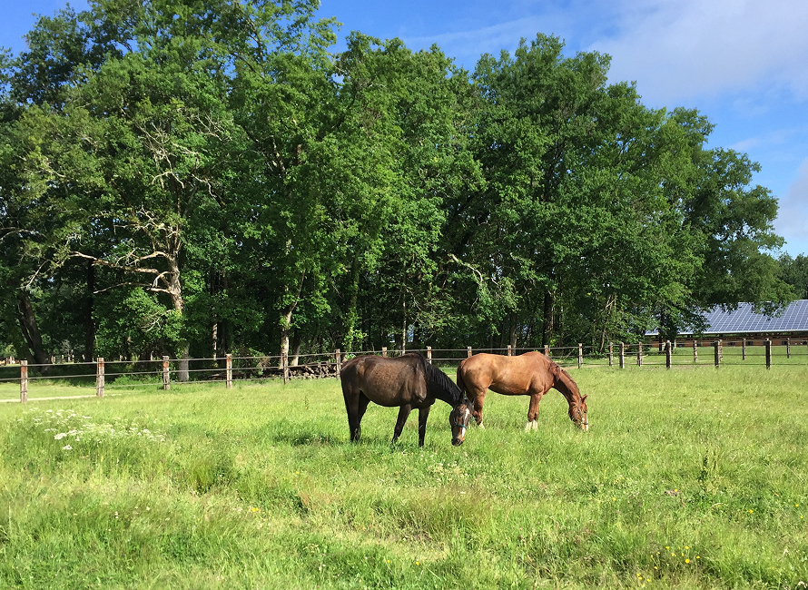 Paddocks