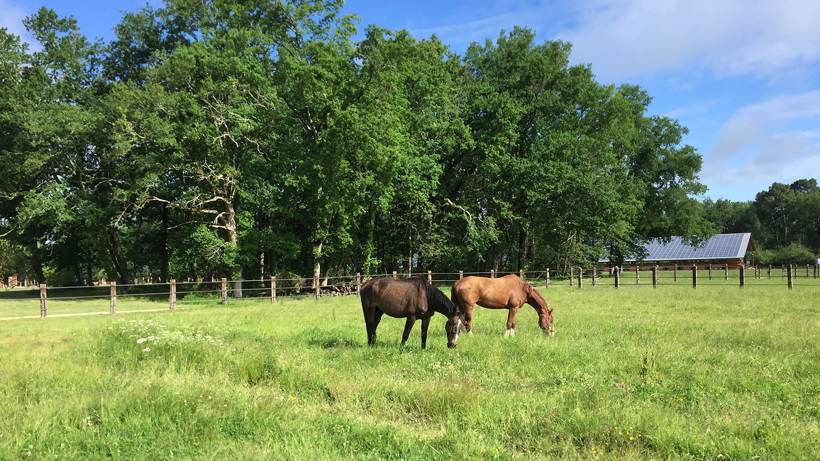 De nombreux paddocks en herbe sur 6ha