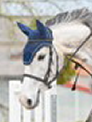 Portrait cheval IamWS