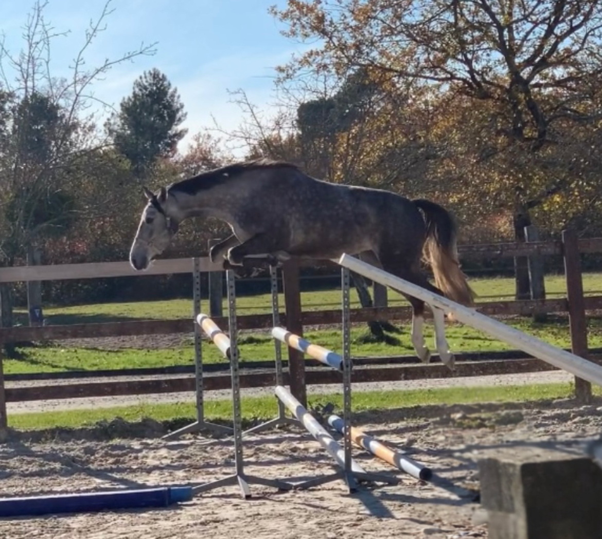 Un rond d’Avrincourt Lastik