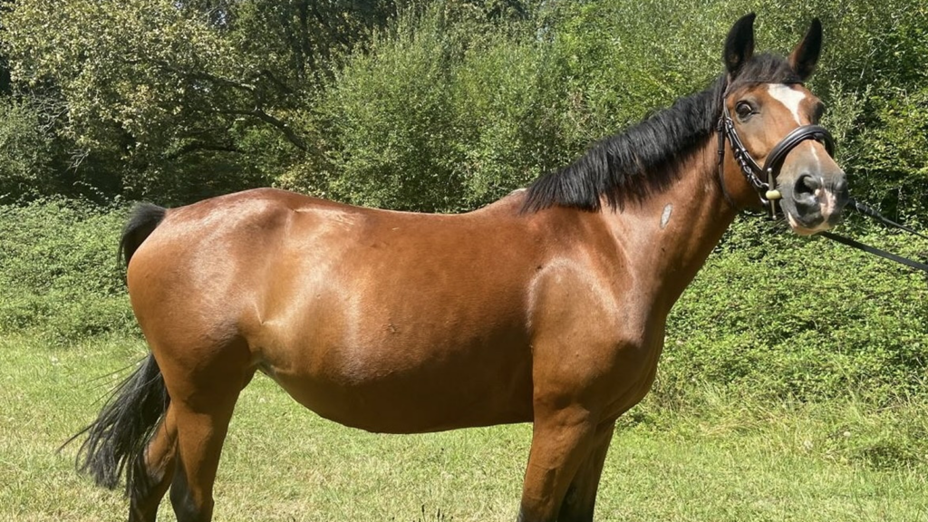 poney duze