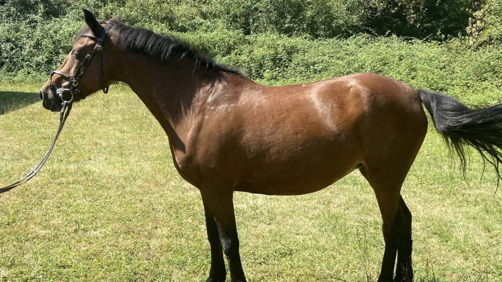 Poney flamenca