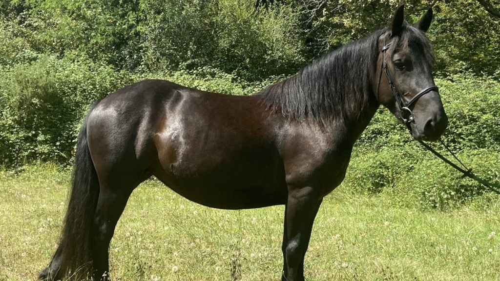 poney lekime