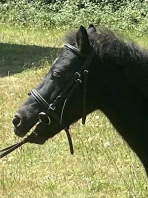 Portrait sultan
