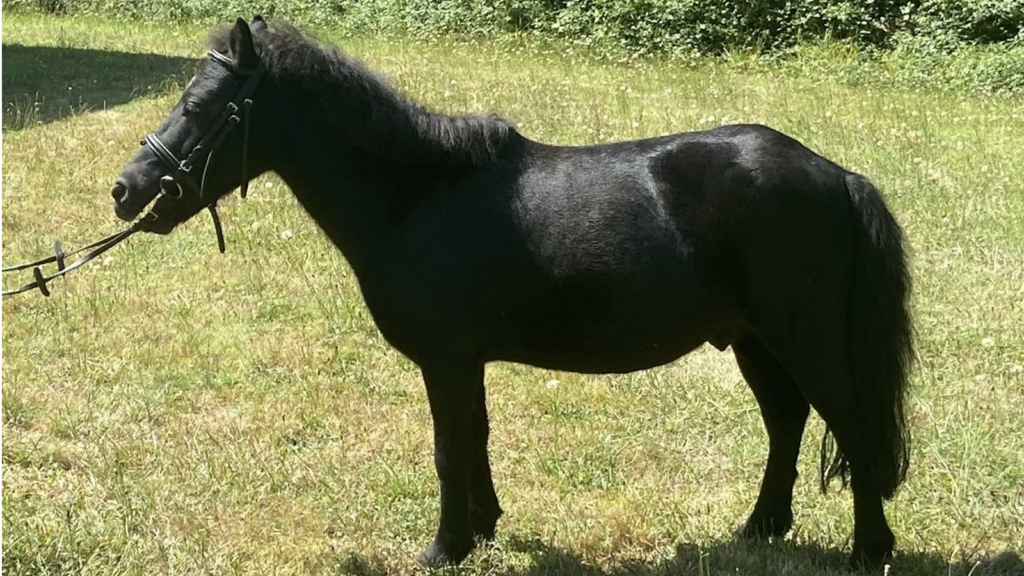Poney sultan