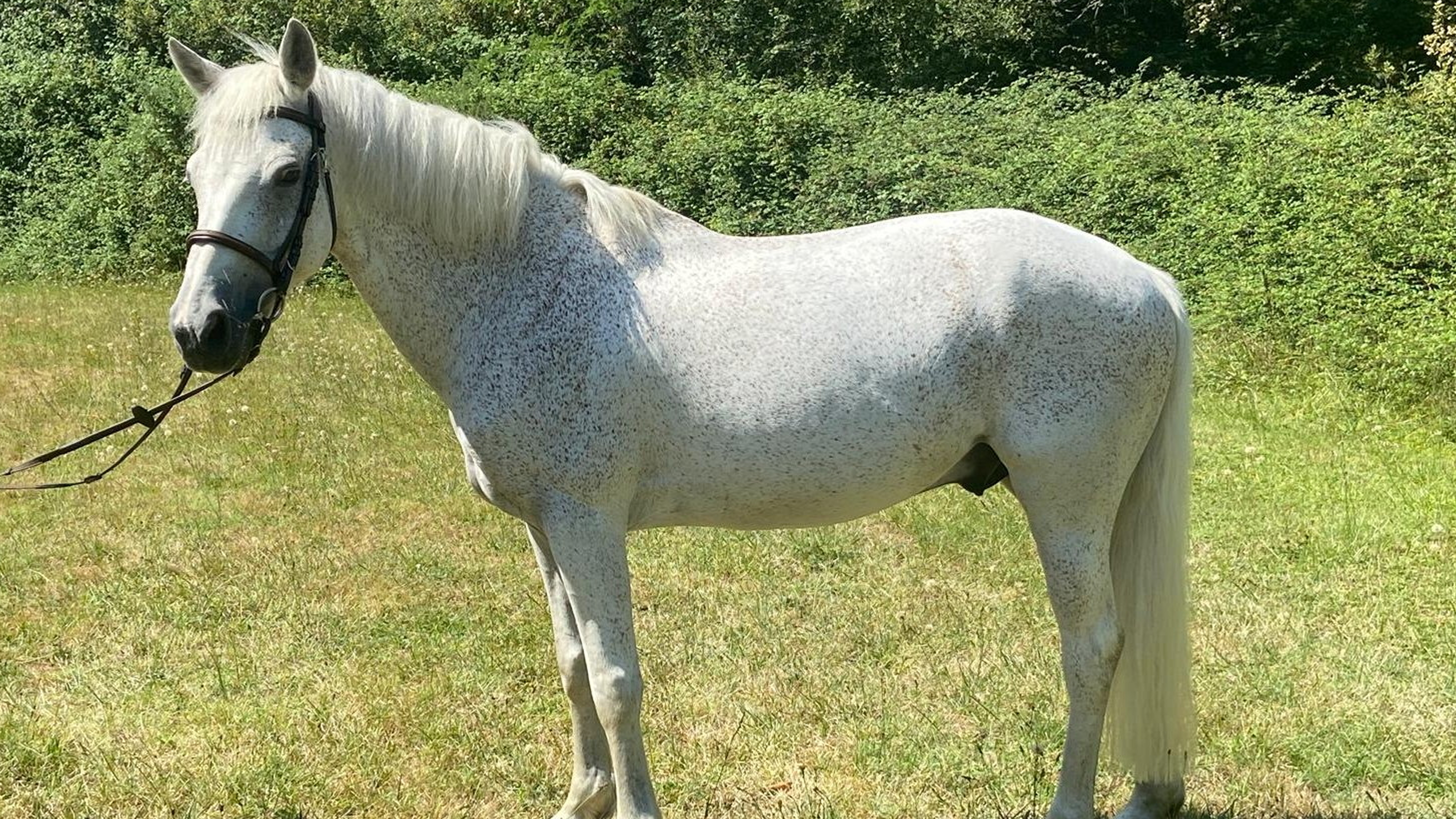 Cheval Verougo 